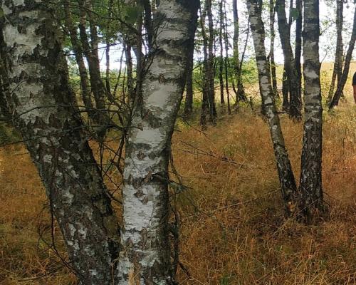 Działka blisko Poznania