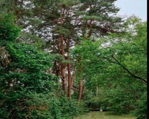 działka w Michalinie