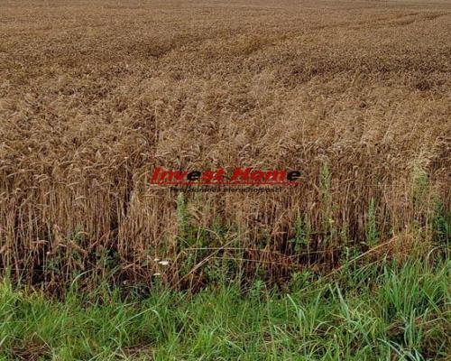 ✅Piękna i spokojna działka Żory Kleszczów 875m2✅