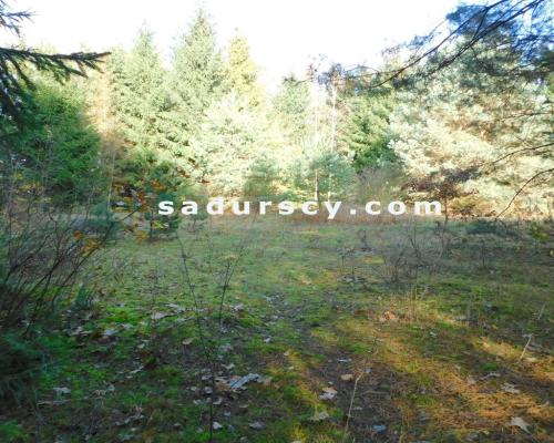 Ładna działka budowlano - inwestycyjna 4100m2 w Białym Ługu, gmina Prażmów, pow. piaseczyński.    
   
Cisza, zieleń, dobry dos