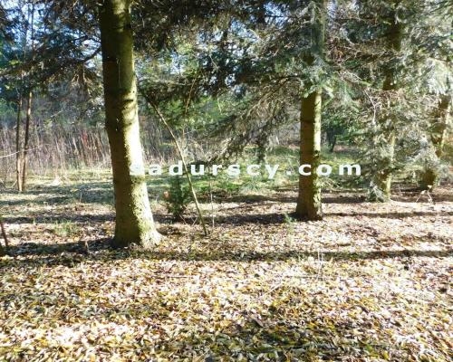 Ładna działka budowlano - inwestycyjna 4100m2 w Białym Ługu, gmina Prażmów, pow. piaseczyński.    
   
Cisza, zieleń, dobry dos