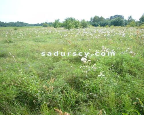 Siedem działek budowlanych pod inwestycję, po 1000m 2  każda, we Władysławowie, gmina Lesznowola, na obrzeżach Warszawy, ok. 3