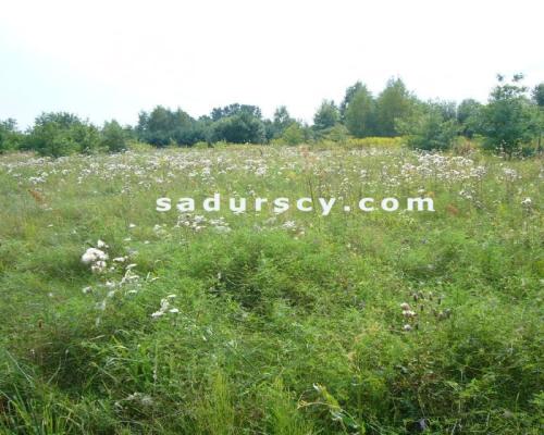 Siedem działek budowlanych pod inwestycję, po 1000m 2  każda, we Władysławowie, gmina Lesznowola, na obrzeżach Warszawy, ok. 3