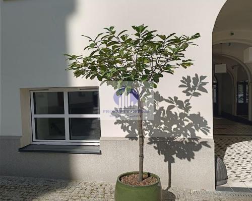 Śródmieście : lokal biurowo-mieszkalny na wynajem