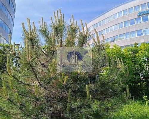 Ochota: lokal biurowo-usługowy na wynajem