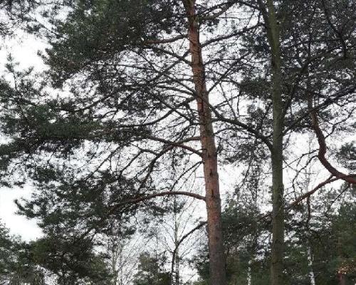 Sprzedam piękną działkę w Michalinie