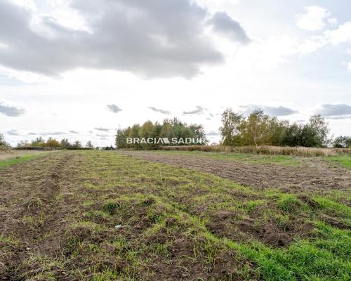 Działka budowlana / 25 ar / płaska / Cholerzyn