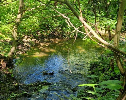 Działka 0,98 Ha możliwość zabudowy