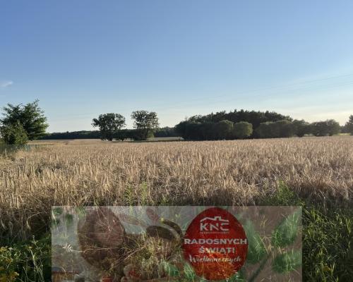 Dwie działki rolne z WZ w Helenowie gm. Policzna.