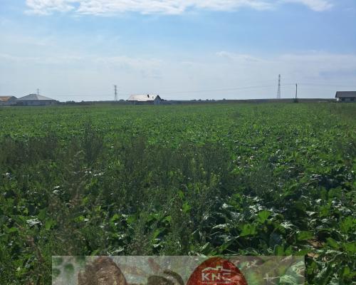 Działka budowalna 16a - Gm. Puchaczów - Turowola.