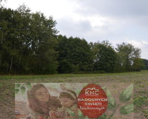 Działka 1.77 ha w Brzeźnicy Leśnej pow. Lubartów.