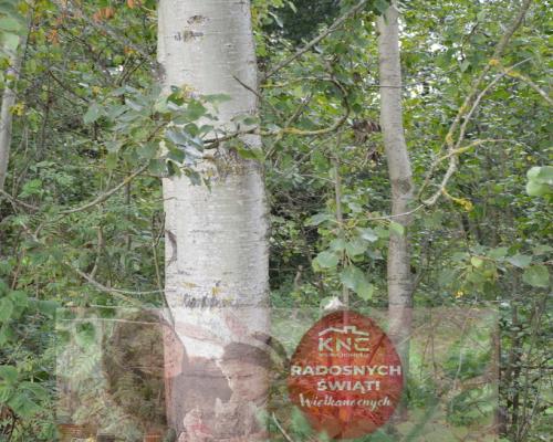 Działka 1.77 ha w Brzeźnicy Leśnej pow. Lubartów.