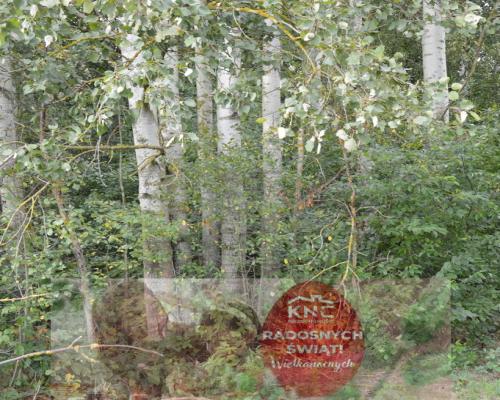 Działka 1.77 ha w Brzeźnicy Leśnej pow. Lubartów.