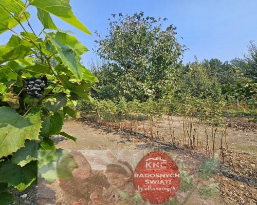 Dom na przepięknej dużej działce z własnym lasem!!