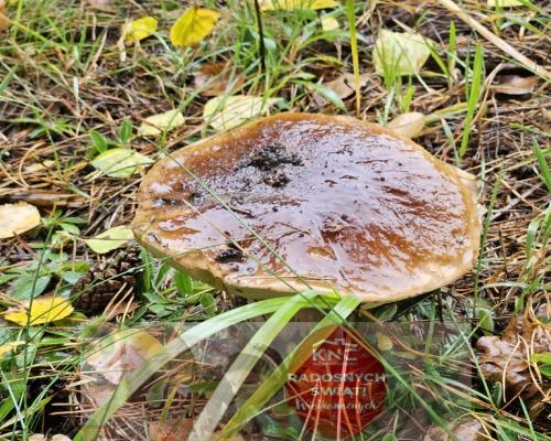 Działka, Rogóźno, 9 ar, media, Jezioro Rogóźno