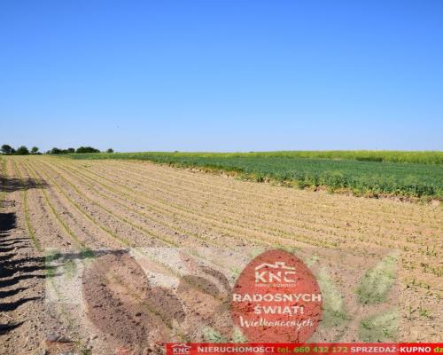 Działka rolno-budowlana bezpośrednio przy lesie.