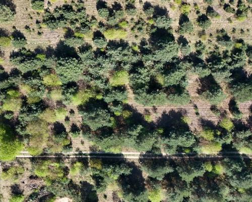 Konopiska, Brylantowa | Działka budowlana