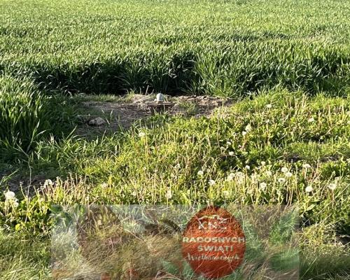 Działka 14816 m2 z WZ w gm. Przyłęk pow. Zwoleń.