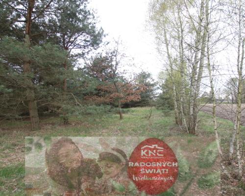 Duża działka 0,6 ha rolno budowlana Wola Lisowska