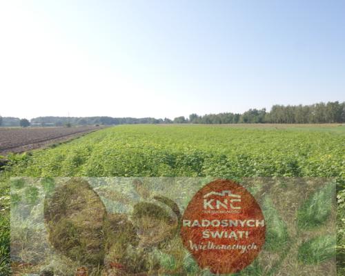 Działka rolno budowlana 96a Rudka Gołębska -asfalt