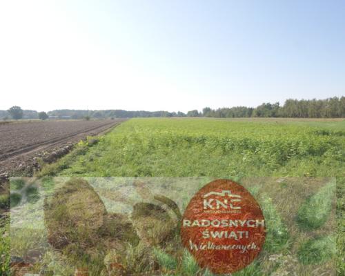 Działka rolno budowlana 96a Rudka Gołębska -asfalt