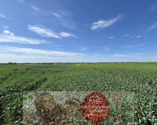 Działka 0,82ha U/MN Wólka gm. Długie pod Lublinem.