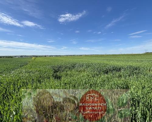 Działka 0,82ha U/MN Wólka gm. Długie pod Lublinem.