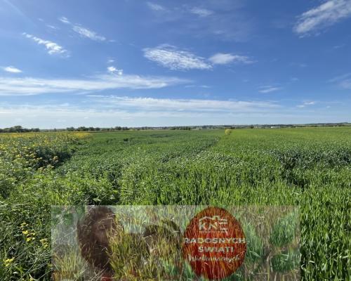 Działka 0,82ha U/MN Wólka gm. Długie pod Lublinem.