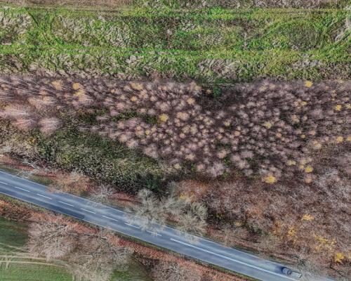 Stary Cykarzew, ul. Dębowa | Działka na sprzedaż