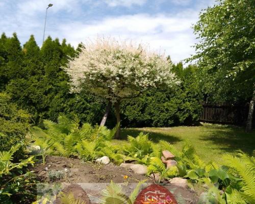 Siedlisko 44 a w Ożarowie gm. Jastków (lubelskie).