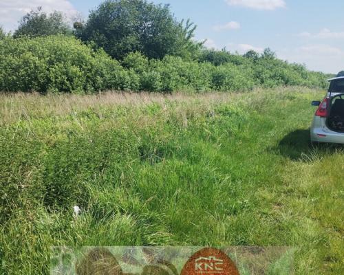 W pobliżu stawu Borowiec-malownicza części m.Gołąb