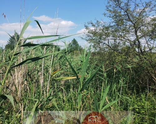 W pobliżu stawu Borowiec-malownicza części m.Gołąb