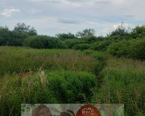 W pobliżu stawu Borowiec-malownicza części m.Gołąb