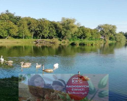 Działka o pow. 4,6 ha w Klementowicach gm. Kurów.