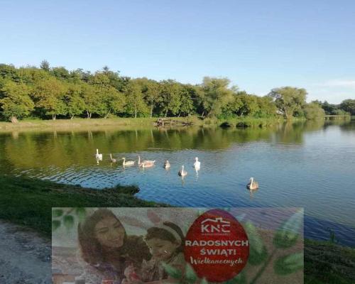 Działka o pow. 4,6 ha w Klementowicach gm. Kurów.