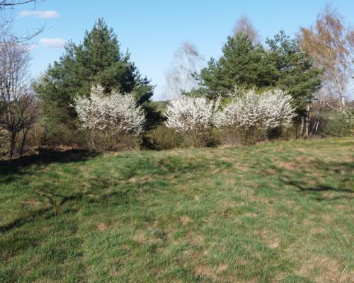 Dziełka rolna w Borowcu gm. Ciepielów pow. lipski.