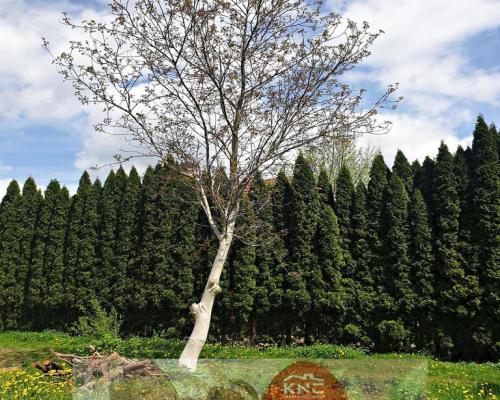 działka bud. położona w doskonałej lok. Lublina.