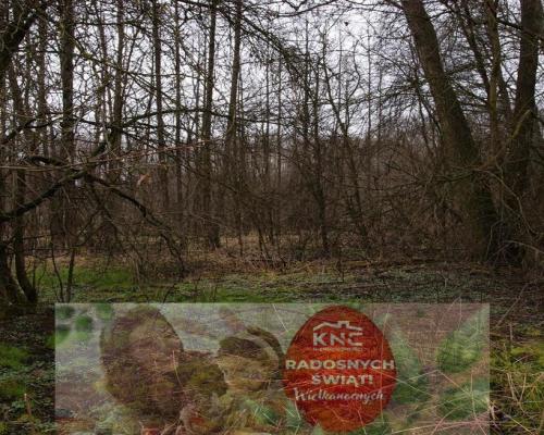 Siedlisko w Wąwolnicy.