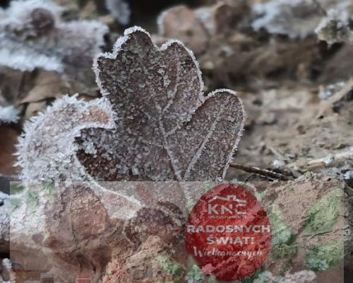 Piękna działka 65a pod Kazimierzem Dolnym