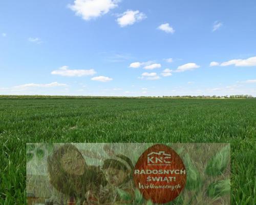 PODOLE - Działka budowlana o powierzchni 13,4 arów.