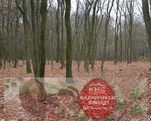 Przepiękny las w miejscowości Samoklęski