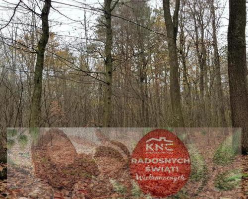 Przepiękny las w miejscowości Samoklęski