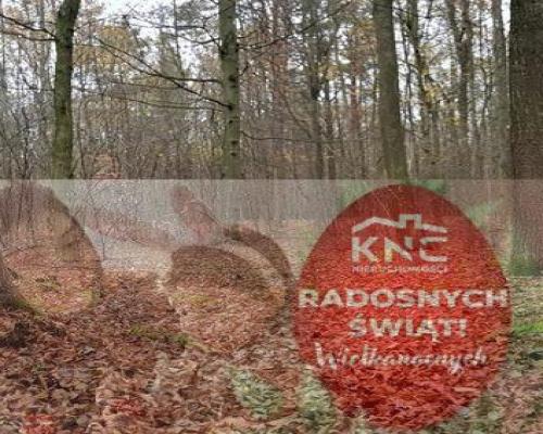 Przepiękny las w miejscowości Samoklęski