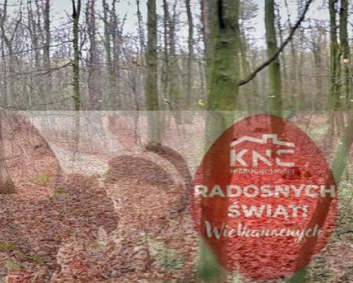 Przepiękny las w miejscowości Samoklęski