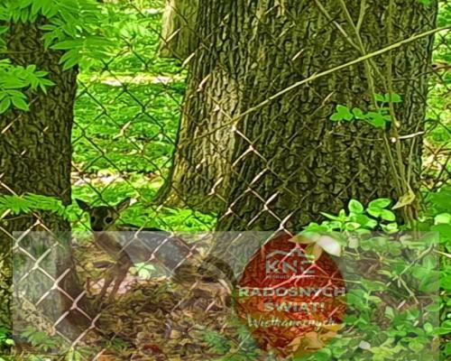 Działka, Zemborzyce Tereszyńskie, 57 ar