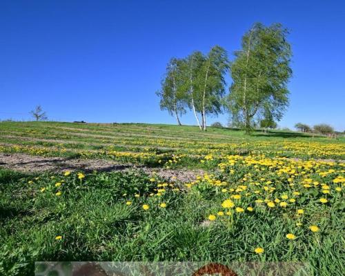 Karczmiska I 12 km od Kazimierza Dolnego