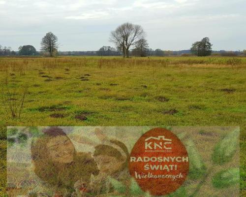 Grunt w Samoklęskach, gmina Kamionka, 22ar!