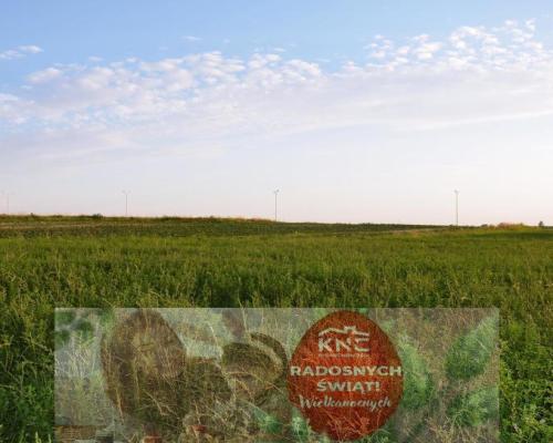 Jakubowice Konińskie- gm. Niemce, działka budowlana o powierzchni 2239 m2. Doskonała lokalizacja przy ulicy asfaltowej, z szybk