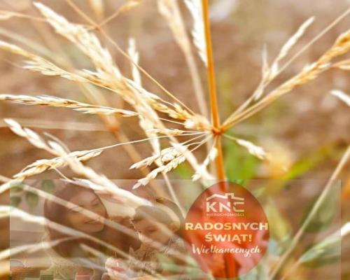 Nałęczów - działka usługowa - 67ar