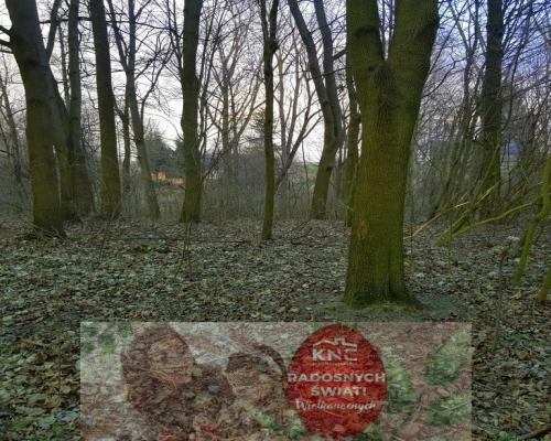 Kocianów - działka leśna - 33 ar